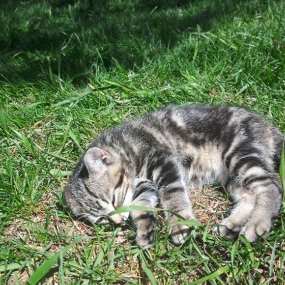 Meet your Posher, Tanya - Picture 1 of 1